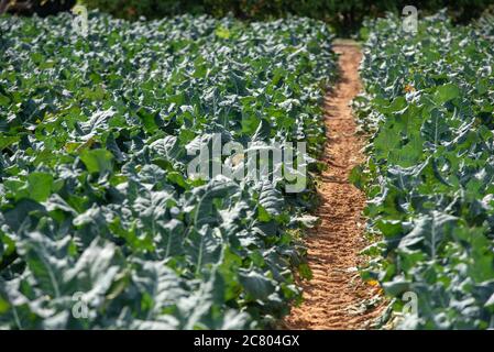 Les plantes de brocoli (Brassica oleracea) poussent dans un champ agricole. Photographié en Israël au printemps, avril Banque D'Images