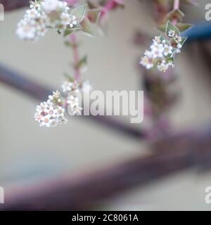 Gros plan extrême des petites fleurs blanches d'une plante succulente de Crassula capitella Banque D'Images