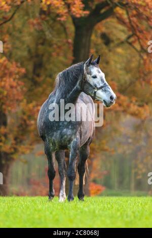 Cheval gris en automne sur herbe verte Banque D'Images