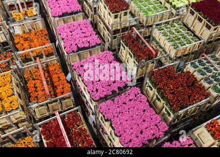 Caisses avec fleurs et plantes colorées sur une vente aux enchères de fleurs hollandaises Banque D'Images