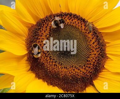 Berlin, Allemagne. 20 juillet 2020. Bourdon et guêpes assis sur un tournesol. Crédit : Paul Zinken/dpa/Alay Live News Banque D'Images