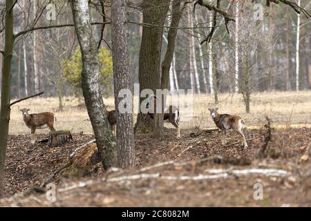 Cheval remilage Konik nature sauvage animaux faune Kiev Ukraine mammifère équine Banque D'Images