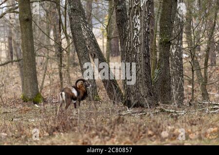 Cheval remilage Konik nature sauvage animaux faune Kiev Ukraine mammifère équine Banque D'Images