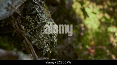 Gros plan de divers types de lichen coexistant sur un tronc d'arbre et rochers Banque D'Images