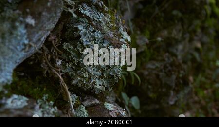 Gros plan de divers types de lichen coexistant sur un tronc d'arbre et rochers Banque D'Images