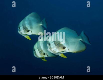 Petit banc de platax teira, platax, Ari Atoll, Maldives, océan Indien Banque D'Images