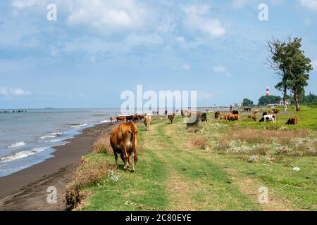 Vaches sur la mer Noire, sable pollué sur la côte Banque D'Images