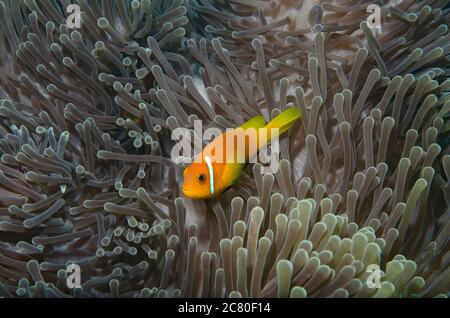 Putois poissons clowns, Amphiprion nigripes, à l'abri dans des récifs coralliens sur Anémone dans Bathala, Maldives Banque D'Images