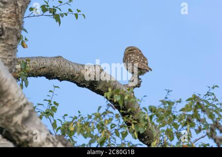 Un petit hibou (Royaume-Uni) sur une branche d'arbre sur un fond bleu ciel. Banque D'Images