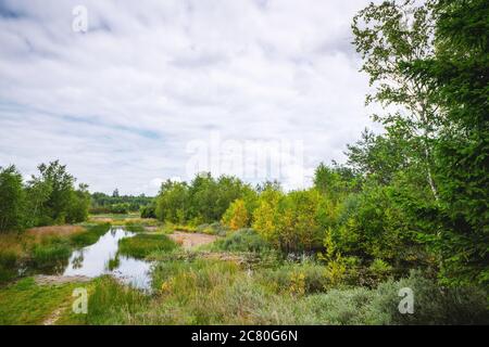 Inondée de nature sauvage avec des bouleaux colorés dans un marécage au Danemark Banque D'Images