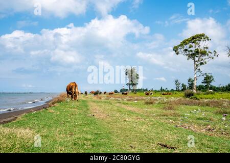 Vaches sur la mer Noire, sable pollué sur la côte Banque D'Images