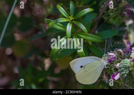 Pieris brassicae, grand papillon blanc de chou sur UNE fleur de Ballota hirsuta Banque D'Images