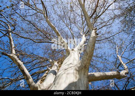 Vue en angle bas du corps et des branches des grands et grands arbres, et du ciel bleu en Géorgie Banque D'Images