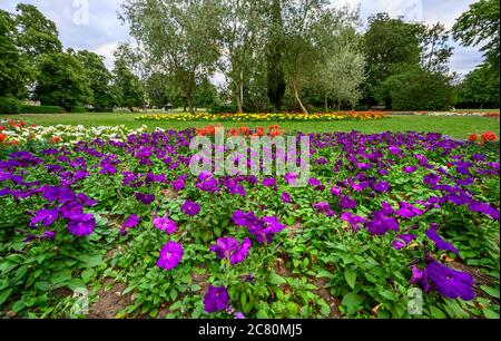 Le terrain de loisirs de Croydon Road à Beckenham (Grand Londres), Kent, Royaume-Uni. Fleurs violettes avec arbres. Banque D'Images