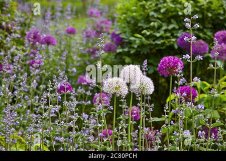 Jardin avec des oignons blancs et violets ornementaux Banque D'Images