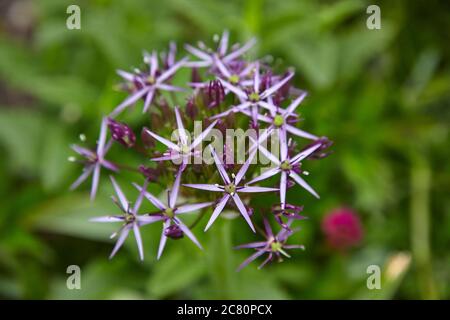 L'Allium cristophii vivace herbacé, communément connu sous le nom d'étoile de Perse Banque D'Images