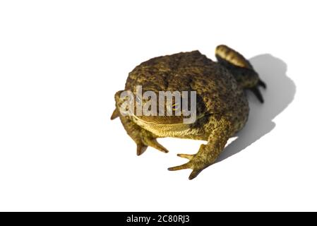 Crapaud commune ou crapaud européenne, Bufo bufo, isolé sur fond blanc. Banque D'Images