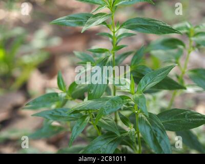 Roi des amers nom scientifique Andrographis Thai herbes soulager mal de gorge, réduire la fièvre, chauffer le froid vert feuilles légume nature protéger coro Banque D'Images