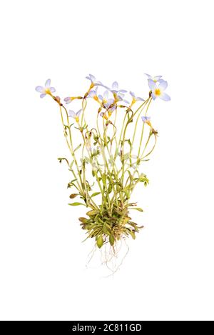 Bluets (Houstonia caerulea) - plante entière sur fond blanc Banque D'Images