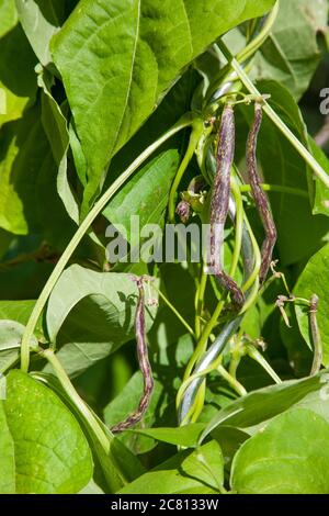 Plante de l'érloom de la langue du dragon à haricot de brousse qui pousse à Issaquah, Washington, États-Unis. Les autres noms pour ce haricot sont la langue du dragon, la cire de brousse, le dragon Banque D'Images