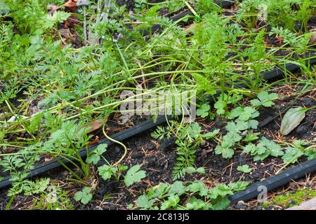 Mauvaises herbes (buttercup rampant, plantain, etc.) poussant dans une plaque de carotte dans le potager d'automne à Issaquah, Washington, États-Unis Banque D'Images