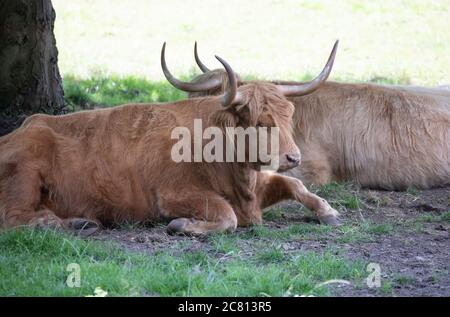 Le bétail des Highlands s'assoit sous un arbre pour se protéger du soleil à Eynsford, dans le Kent. Banque D'Images