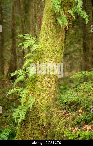 Squak Mountain State Park à Issaquah, Washington, USA. La réglisse fougères poussant sur le côté d'un arbre couvert de mousse, avec l'Ouest sur le Swordferns Banque D'Images