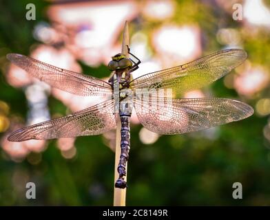 Une mouche dragon, un tube à bulles vient de glisser hors de t e larva, la nymphe, et sèche dans beau contre-jour Banque D'Images