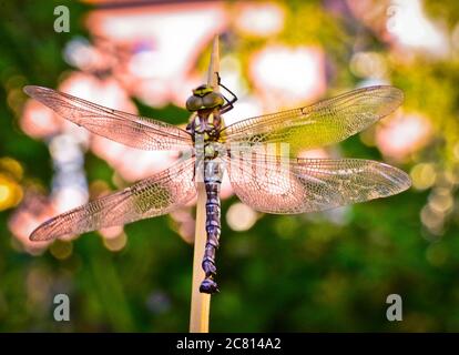 Une mouche dragon, un tube à bulles vient de glisser hors de t e larva, la nymphe, et sèche dans beau contre-jour Banque D'Images