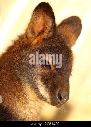 Les wallabies de Bennett sont des mammifères, un membre de la famille des kangourous. Ils sont originaires d'Australie et étant marsupiaux ont des pochettes dans lesquelles le bébé (JO Banque D'Images