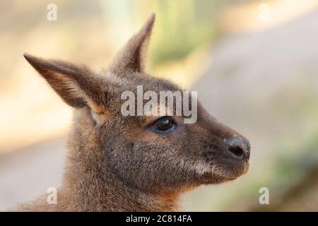 Les wallabies de Bennett sont des mammifères, un membre de la famille des kangourous. Ils sont originaires d'Australie et étant marsupiaux ont des pochettes dans lesquelles le bébé (JO Banque D'Images