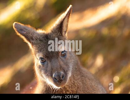 Les wallabies de Bennett sont des mammifères, un membre de la famille des kangourous. Ils sont originaires d'Australie et étant marsupiaux ont des pochettes dans lesquelles le bébé (JO Banque D'Images