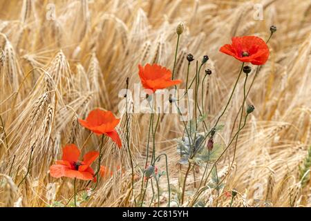 Coquelicots - fleurs sauvages communes / mauvaises herbes dans les terres agricoles d'été dans la campagne anglaise les rhoeas de coquelicot de Papaver commun Banque D'Images