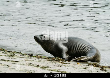 Vue latérale d'un jeune Elephant Seal sortant de l'eau Banque D'Images