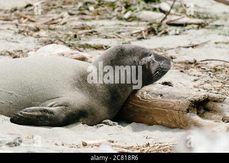 Vue latérale d'un jeune Northern Elephant Seal une plage Banque D'Images