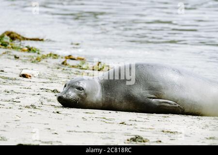Gros plan d'un phoque de l'éléphant du Nord allongé sur le plage Banque D'Images