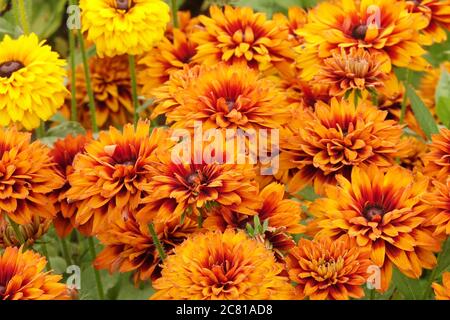 Gloriosa Daisy à yeux noirs Susan Orange Rudbeckias Banque D'Images