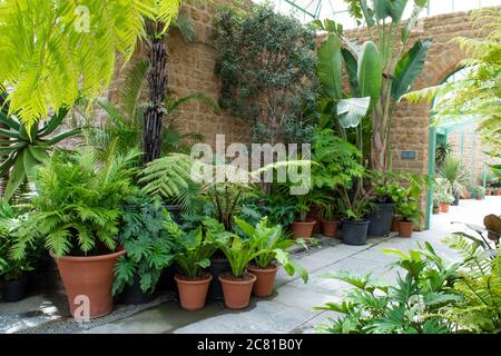 Château Cary, Somerset. Juin 2020: Grande serre de verre botanique tropicale remplie de plantes intérieures succulents dans le Somerset. Banque D'Images