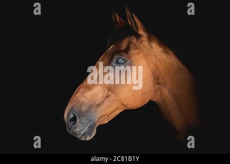 Portrait d'un beau cheval de race ou de race marron sur fond noir Banque D'Images