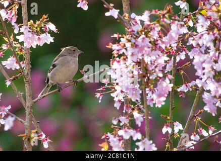 Chaffinch femelle (Fringilla coelebs) perchée dans un arbre avec fleur de cerisier de printemps, Chipping, Preston, Lancashire. Banque D'Images