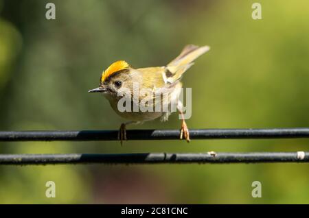 Un Goldcrest masculin s'affichant sur un fil téléphonique, Chipping, Preston, Lancashire, Banque D'Images