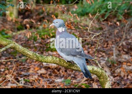 Pigeon en bois commun perché sur une branche, Lochmaben, Lockerbie, Dumfries et Galloway, Écosse. Banque D'Images