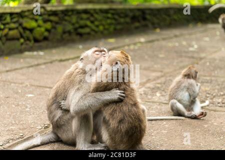 Les singes à Ubud Bali Banque D'Images