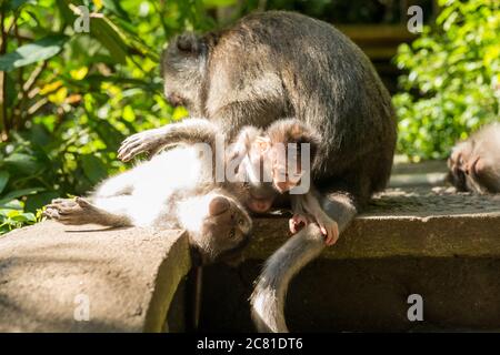 Les singes à Ubud Bali Banque D'Images