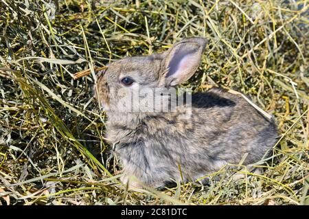Joli petit lapin animal domestique avec de longues oreilles et un manteau de fourrure moelleux assis dans le foin naturel Banque D'Images