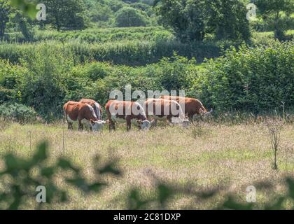 Bétail en pâturage. Que l'on croit être la race de bétail de Hereford. Pour l'industrie du bétail au Royaume-Uni, l'élevage, les vaches, les races de bétail au Royaume-Uni, le bœuf britannique. Banque D'Images
