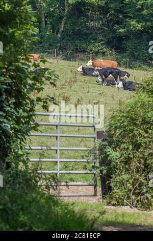 Téléshot vaches éloignées / bétail pâturage dans le pâturage vu par la porte de ferme métallique. Pour l'industrie du bétail au Royaume-Uni, l'élevage du bétail au Royaume-Uni, les vaches dans le champ Banque D'Images