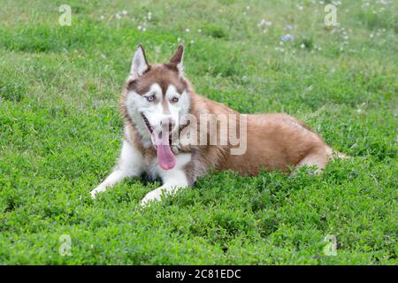 Chiot Husky Siberien Dans E Collar Photo Stock Alamy