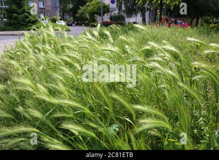 Cracovie. Cracovie. Pologne. Orge poussant dans la pelouse non coupée dans le centre de la ville. Banque D'Images