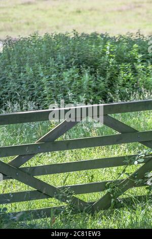 Entrée de champ avec une porte de ferme en bois avec une zone de mise au point douce substantielle de la poussette Nettles / Urtica dioica derrière. Agriculture et agriculture du Royaume-Uni. Banque D'Images